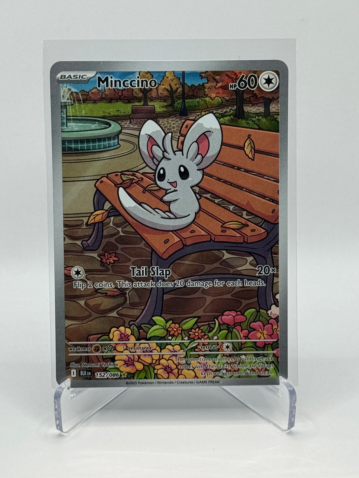 Minccino Illustration Rare